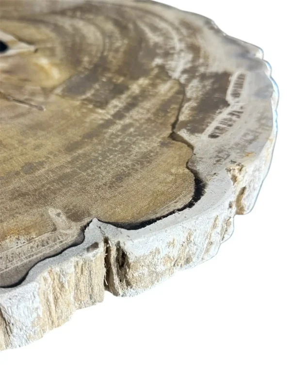 Petrified wood coffee table Art. No. DT00210