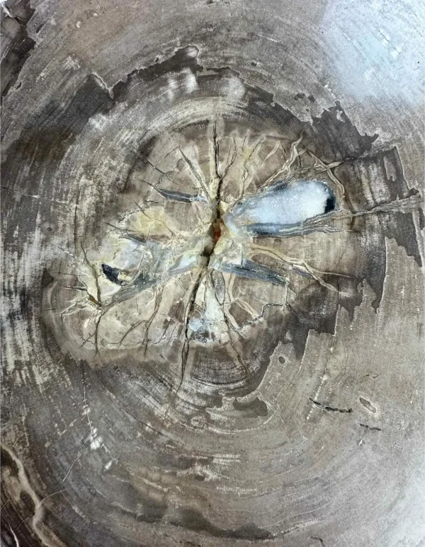 Petrified wood coffee table Art. No. DT00241