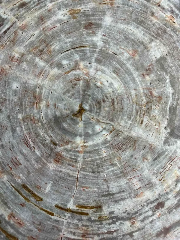 Petrified wood coffee table Art. No. DT00240