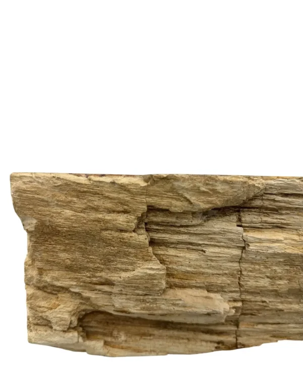 Petrified wood sink- unique natural art No. FS00477